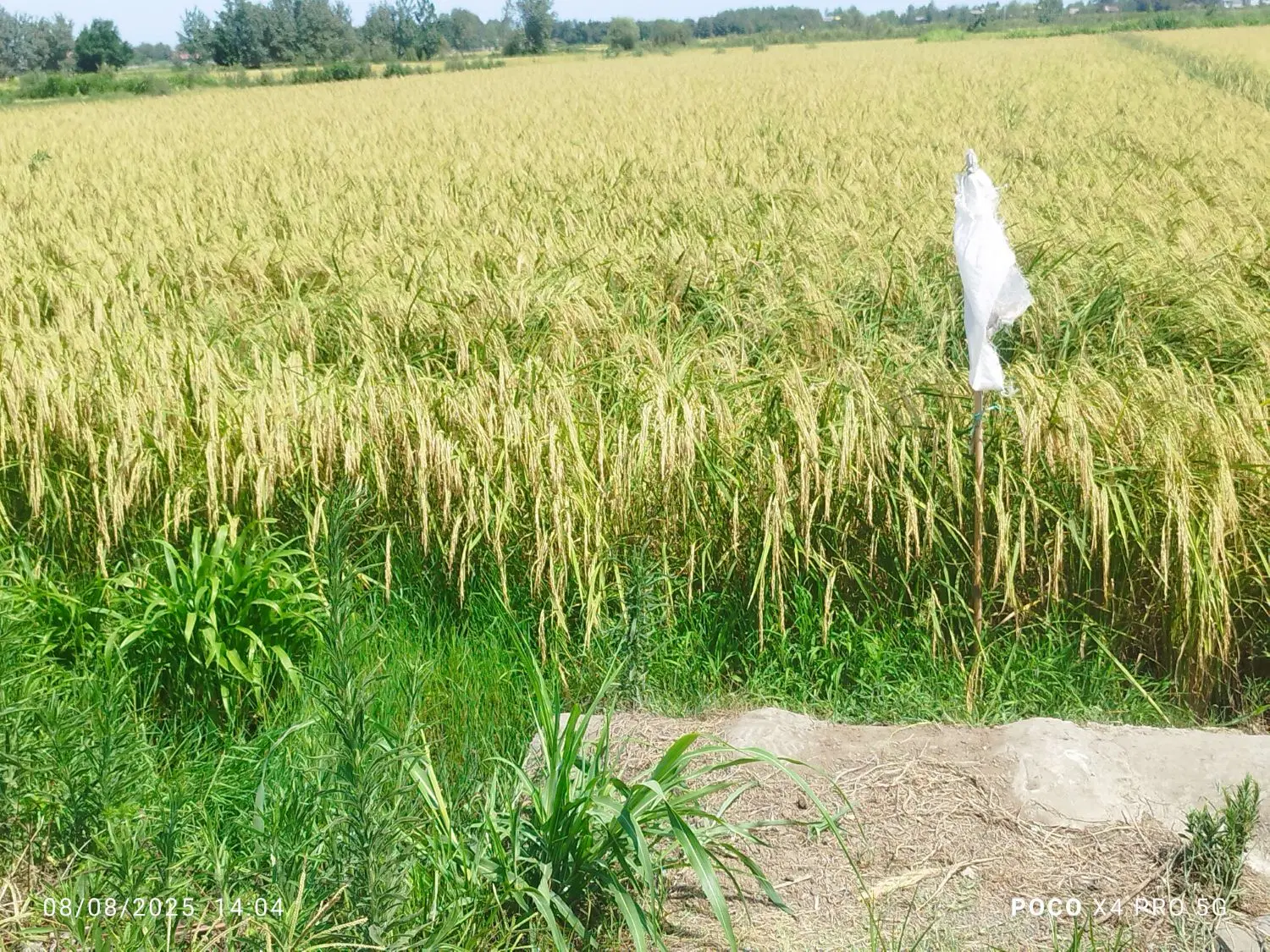 تصویر املاک 134687