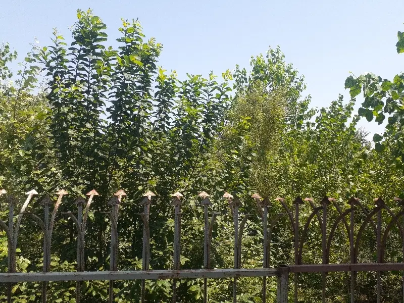 تصویر املاک 77630