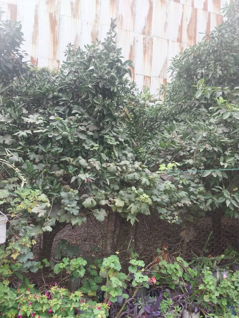 تصویر املاک 19299