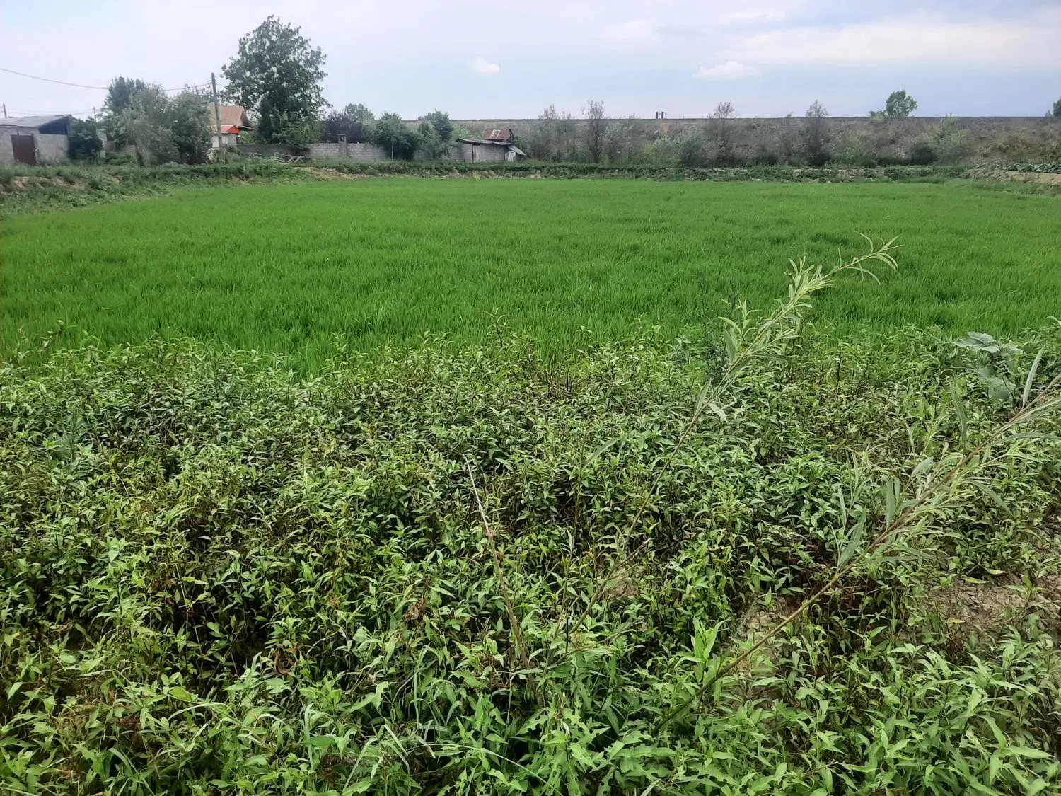 تصویر املاک 64404