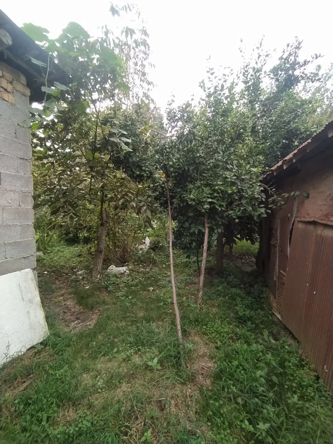 تصویر املاک 59956