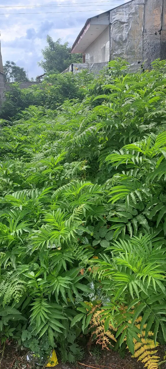 تصویر املاک 56445