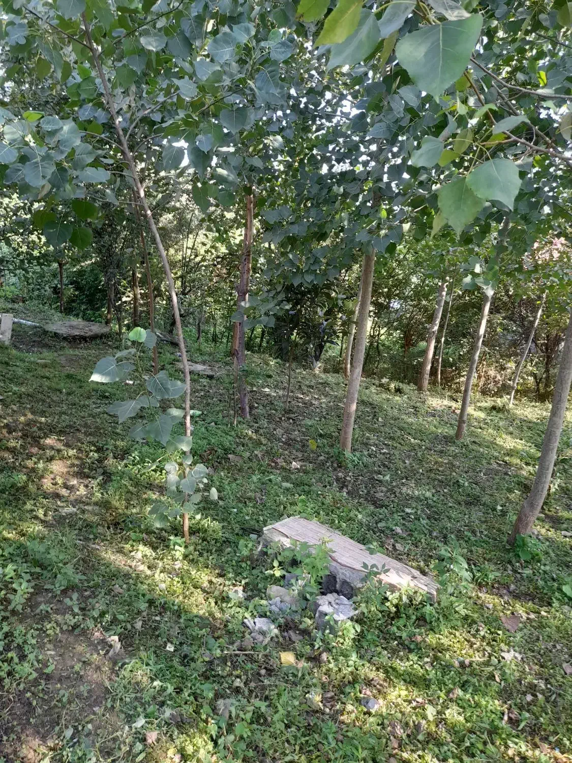 تصویر املاک 34842