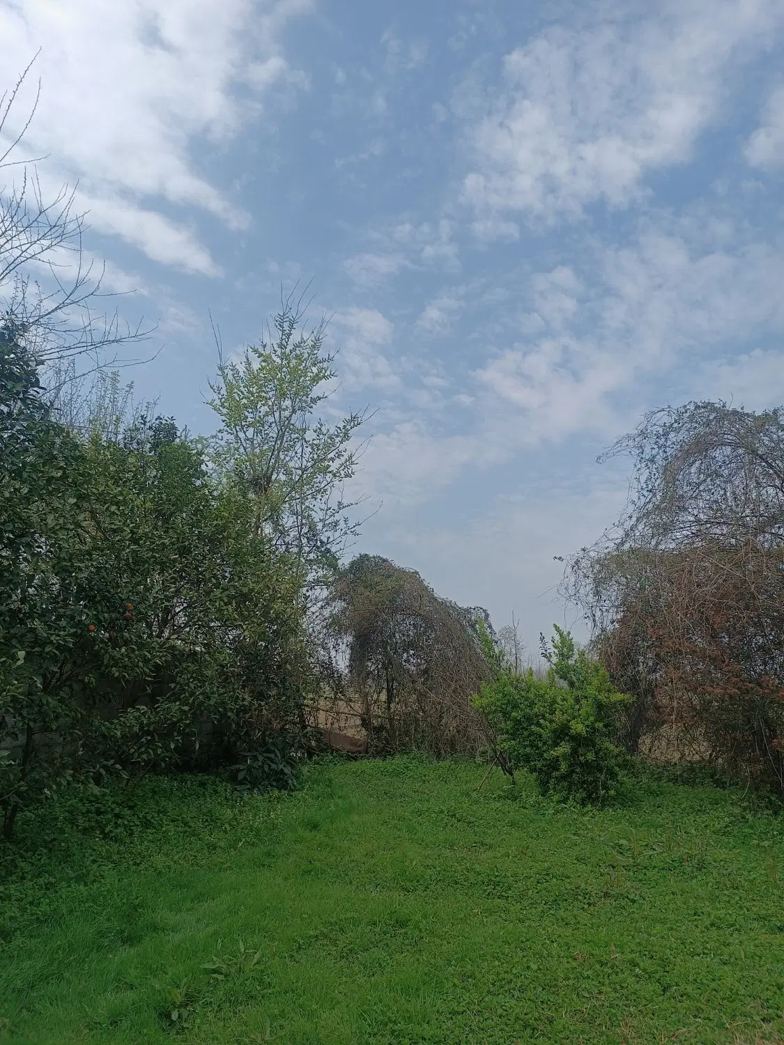 تصویر املاک 44751