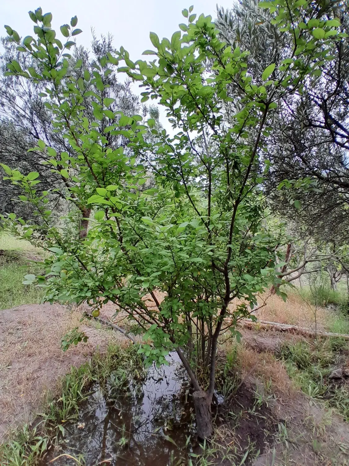 تصویر املاک 46151