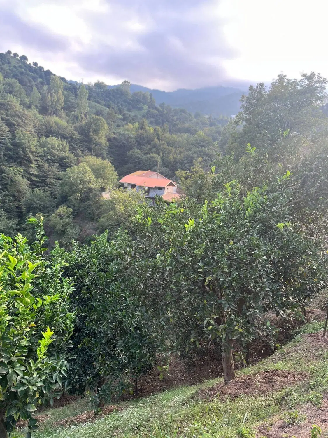 تصویر املاک 129028