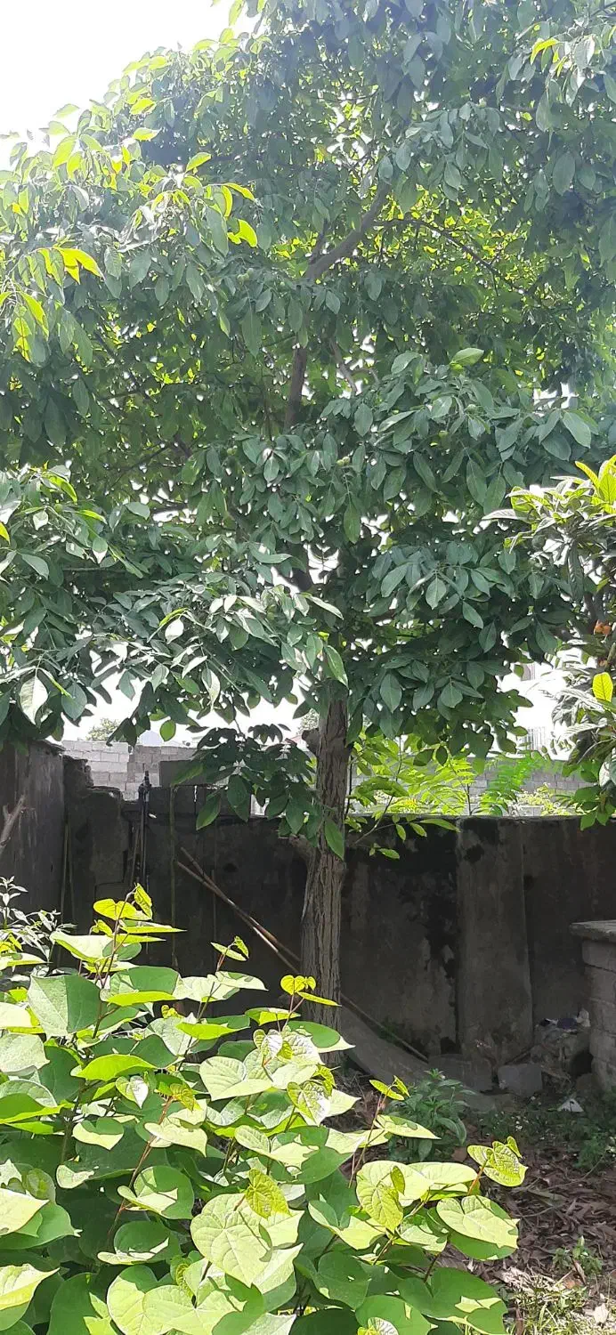 تصویر املاک 27190