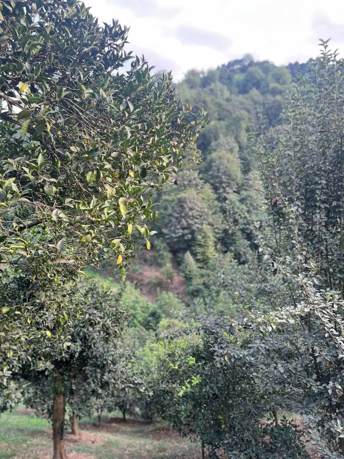 تصویر املاک 129027