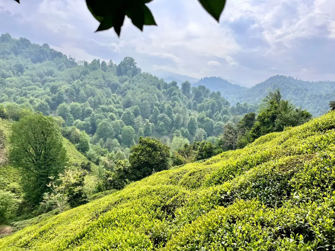 تصویر املاک 76420