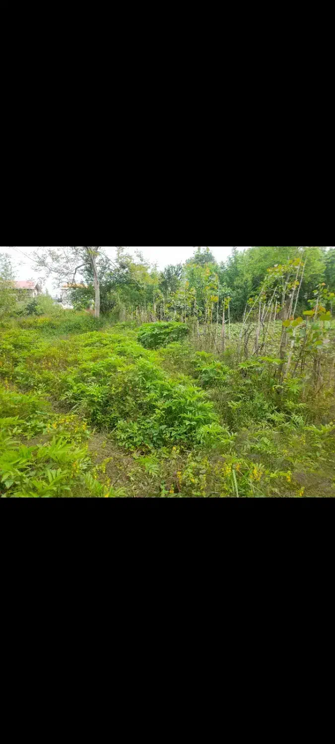 تصویر املاک 39040