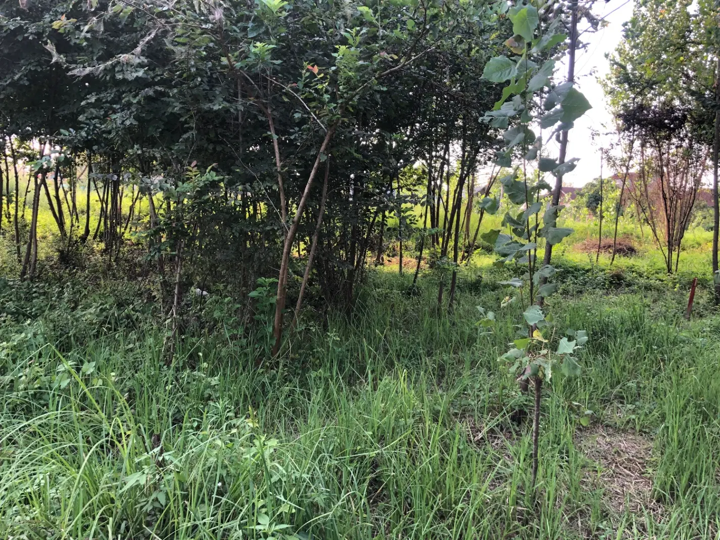 تصویر املاک 65313