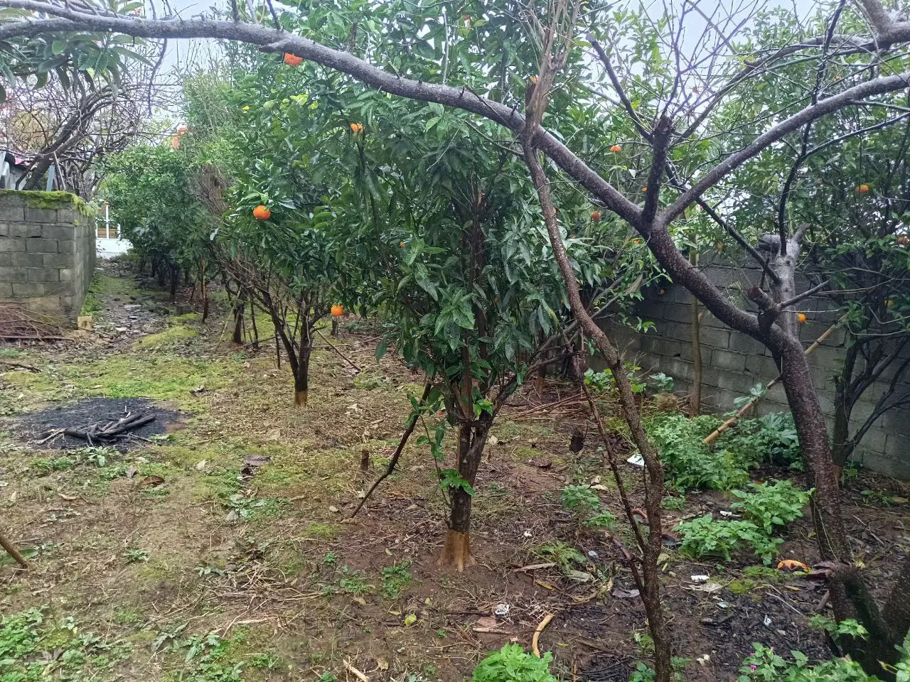 تصویر املاک 125540