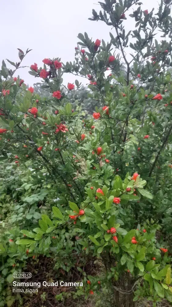 تصویر املاک 17658
