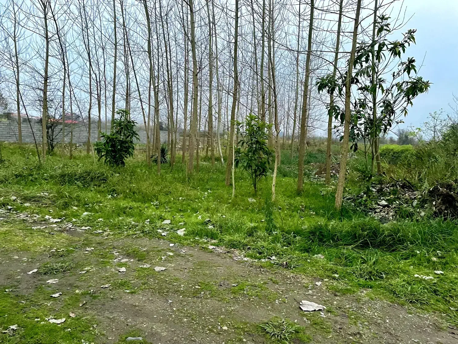 تصویر املاک 34274
