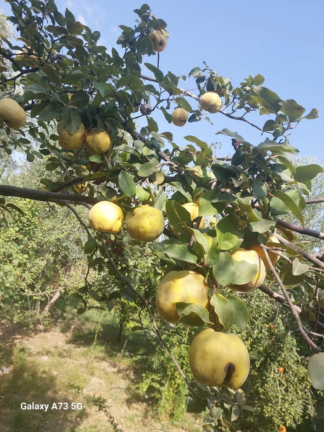 تصویر املاک 4925