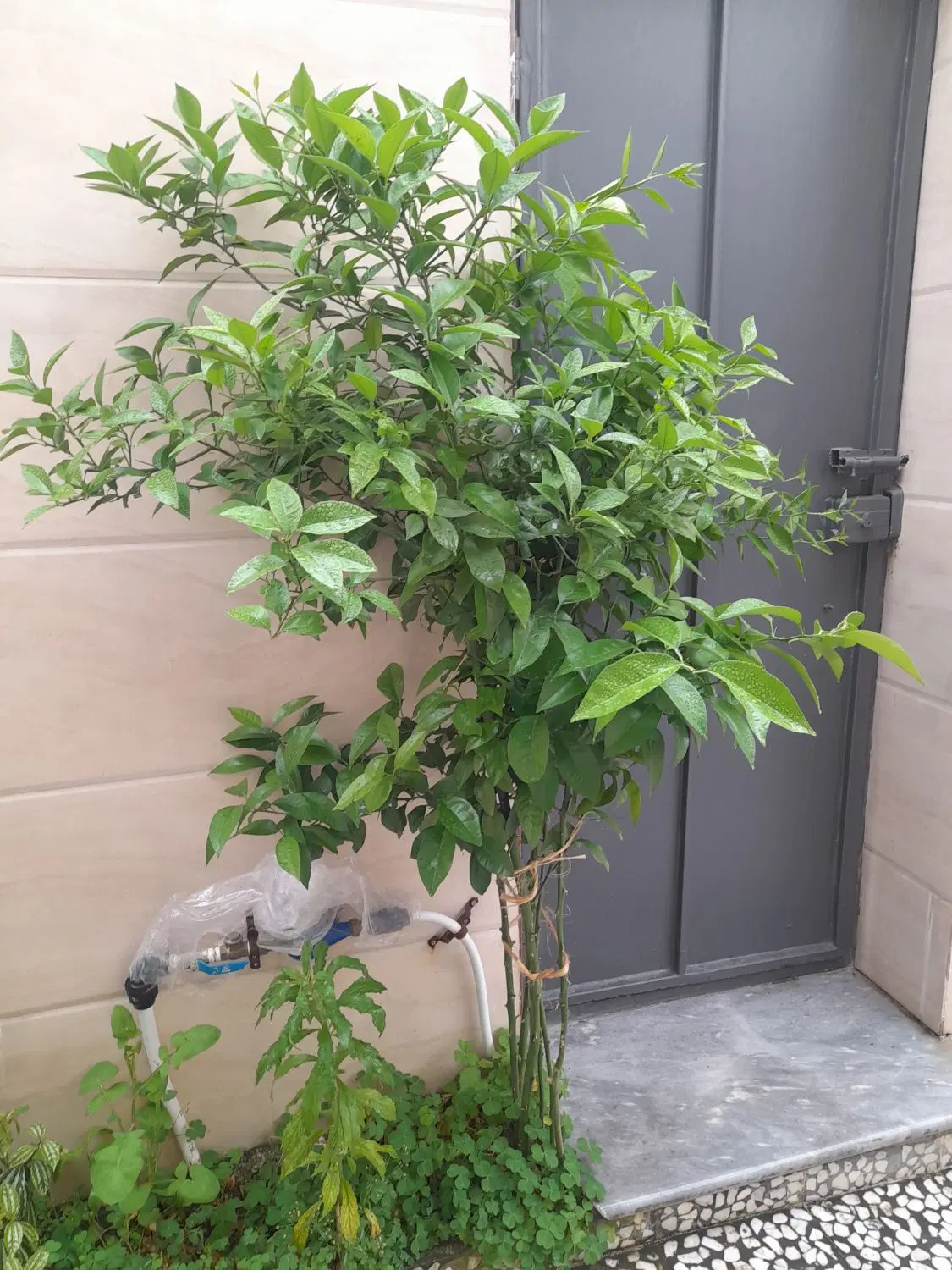 تصویر املاک 142233