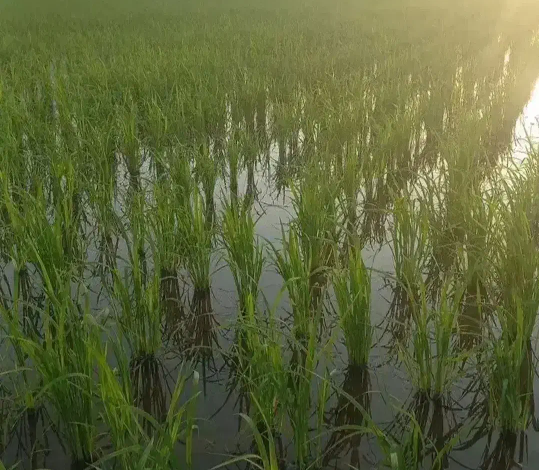 تصویر املاک 35243