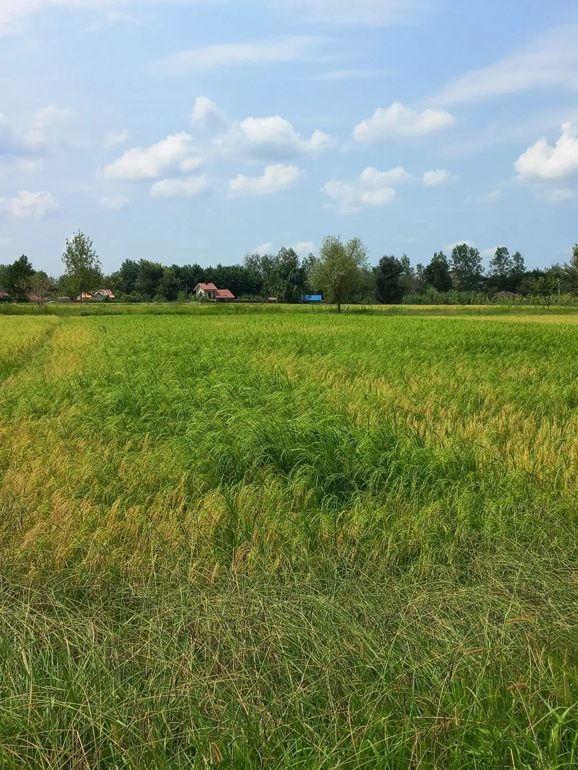 تصویر املاک 107146