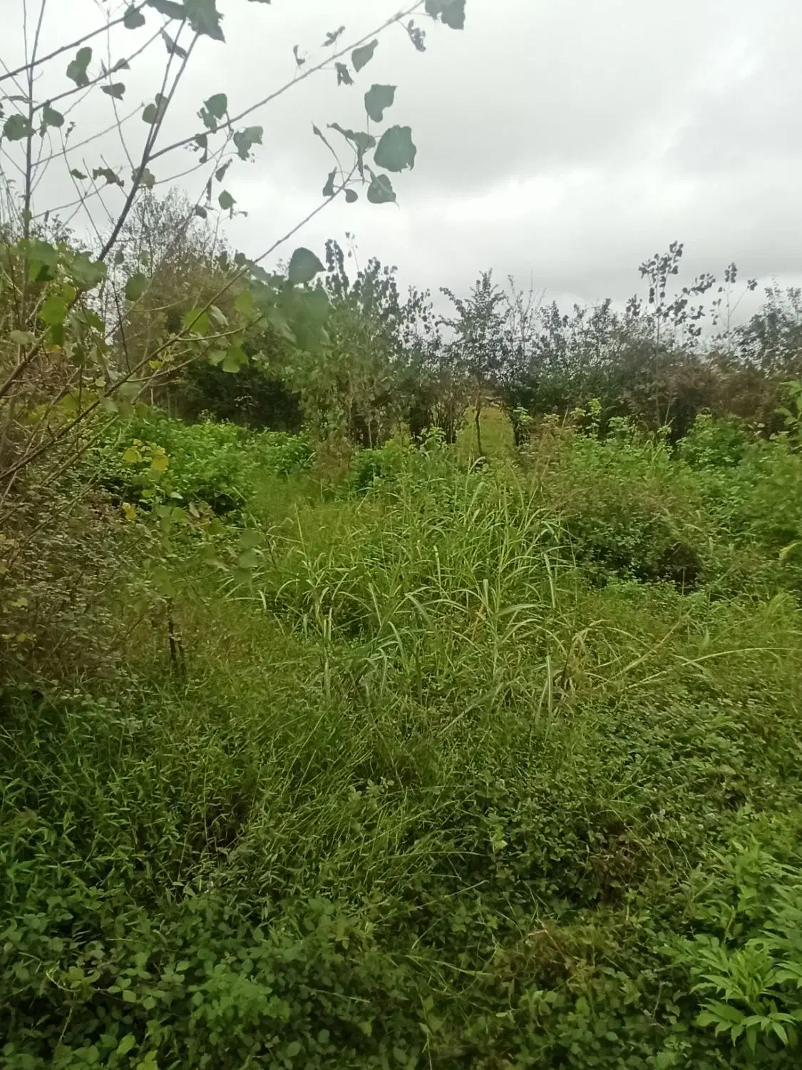 تصویر املاک 5563