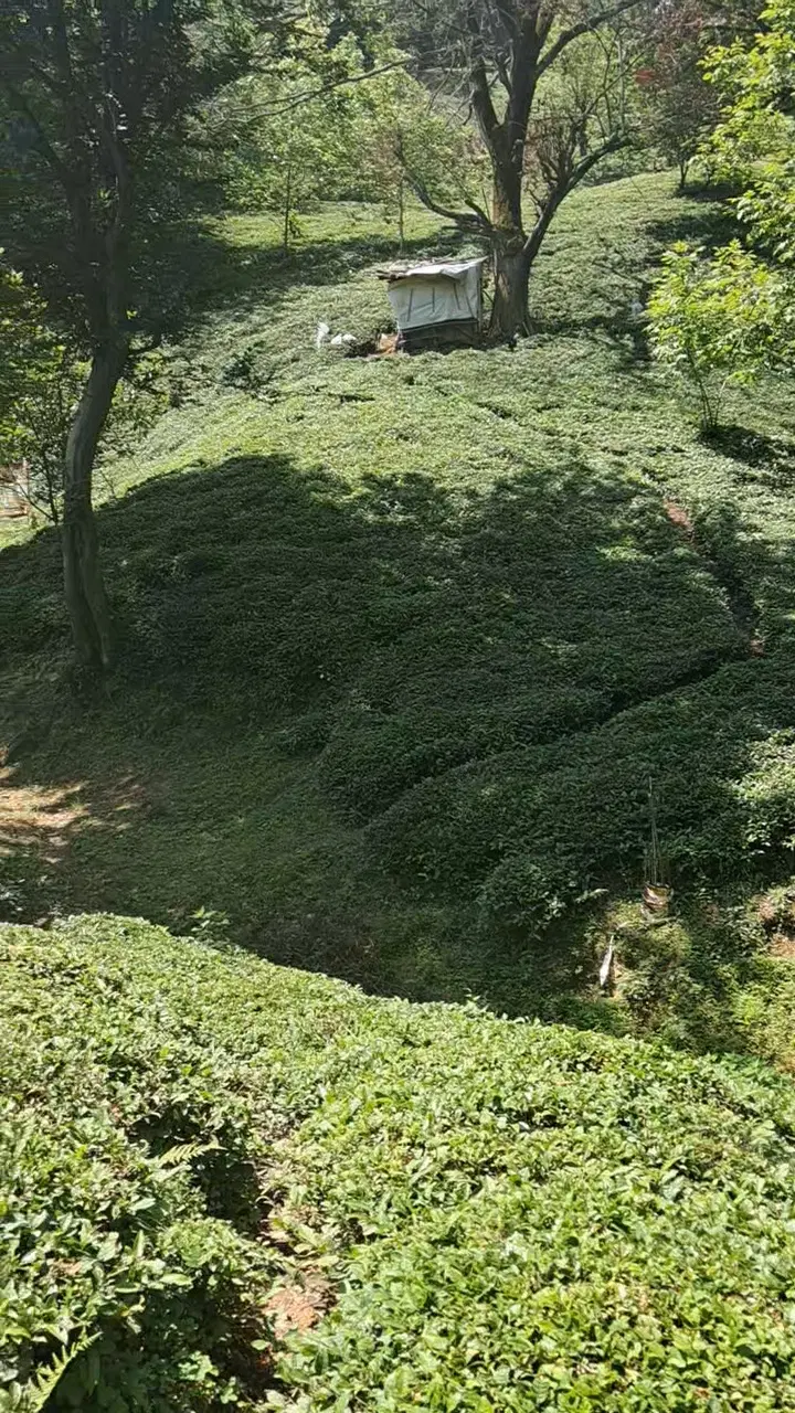 تصویر املاک 135479