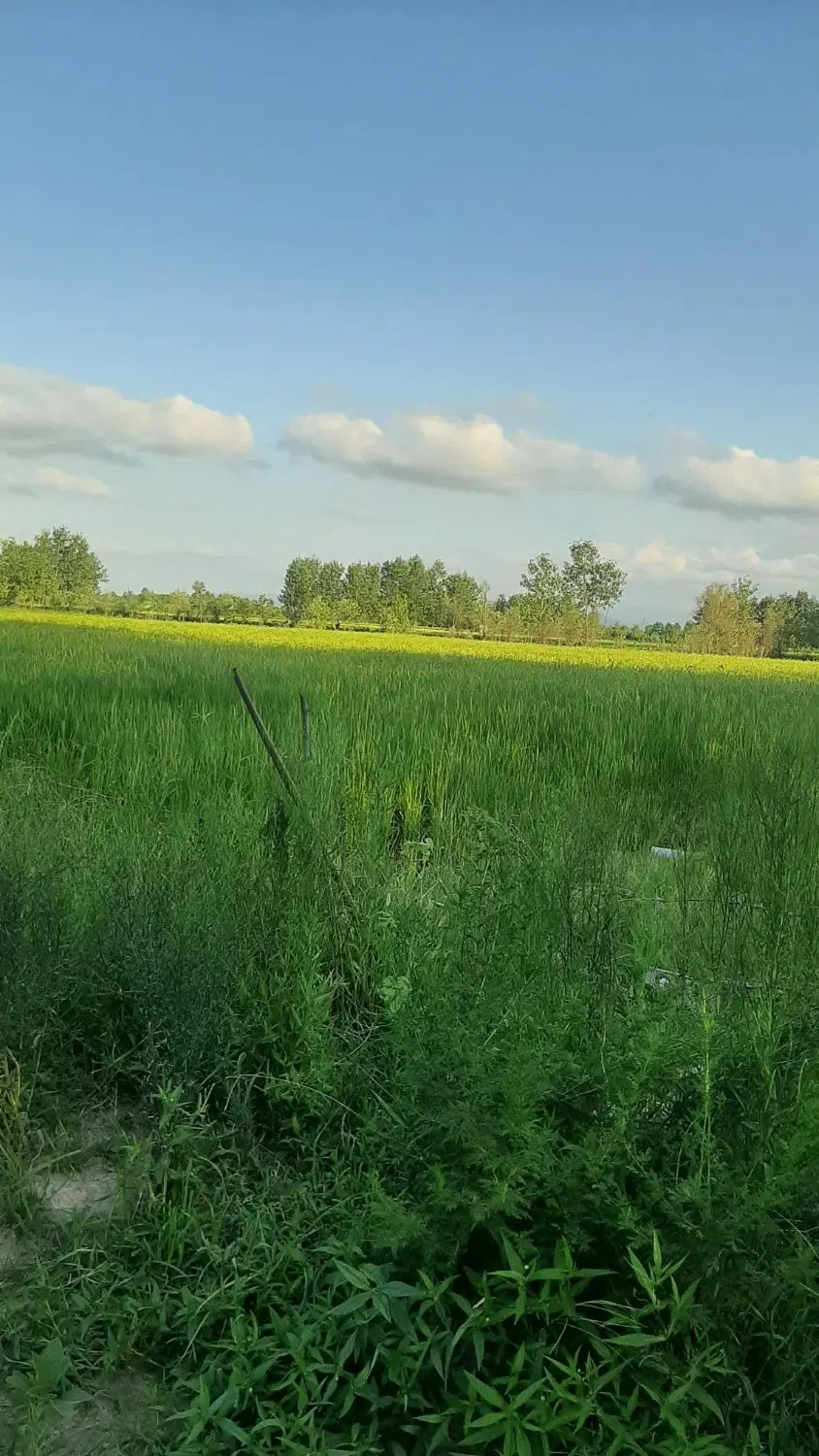 تصویر املاک 131487