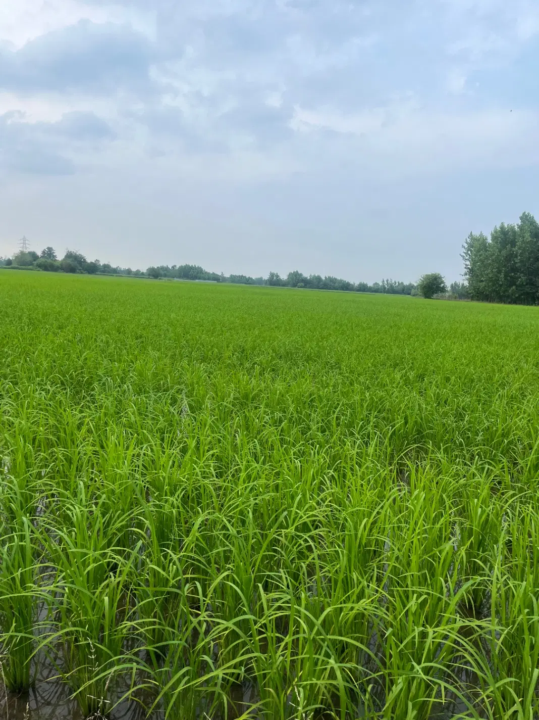 تصویر املاک 87928