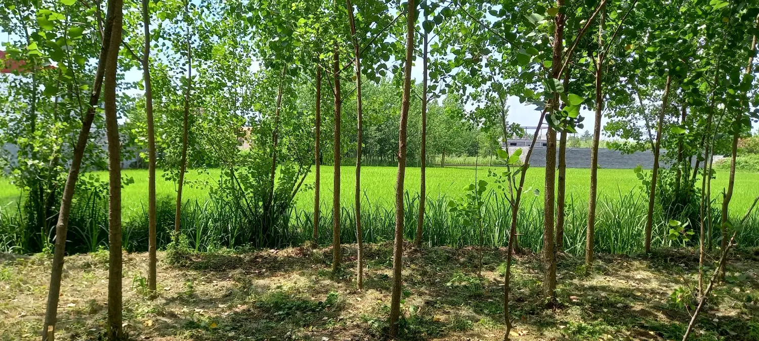 تصویر املاک 83191