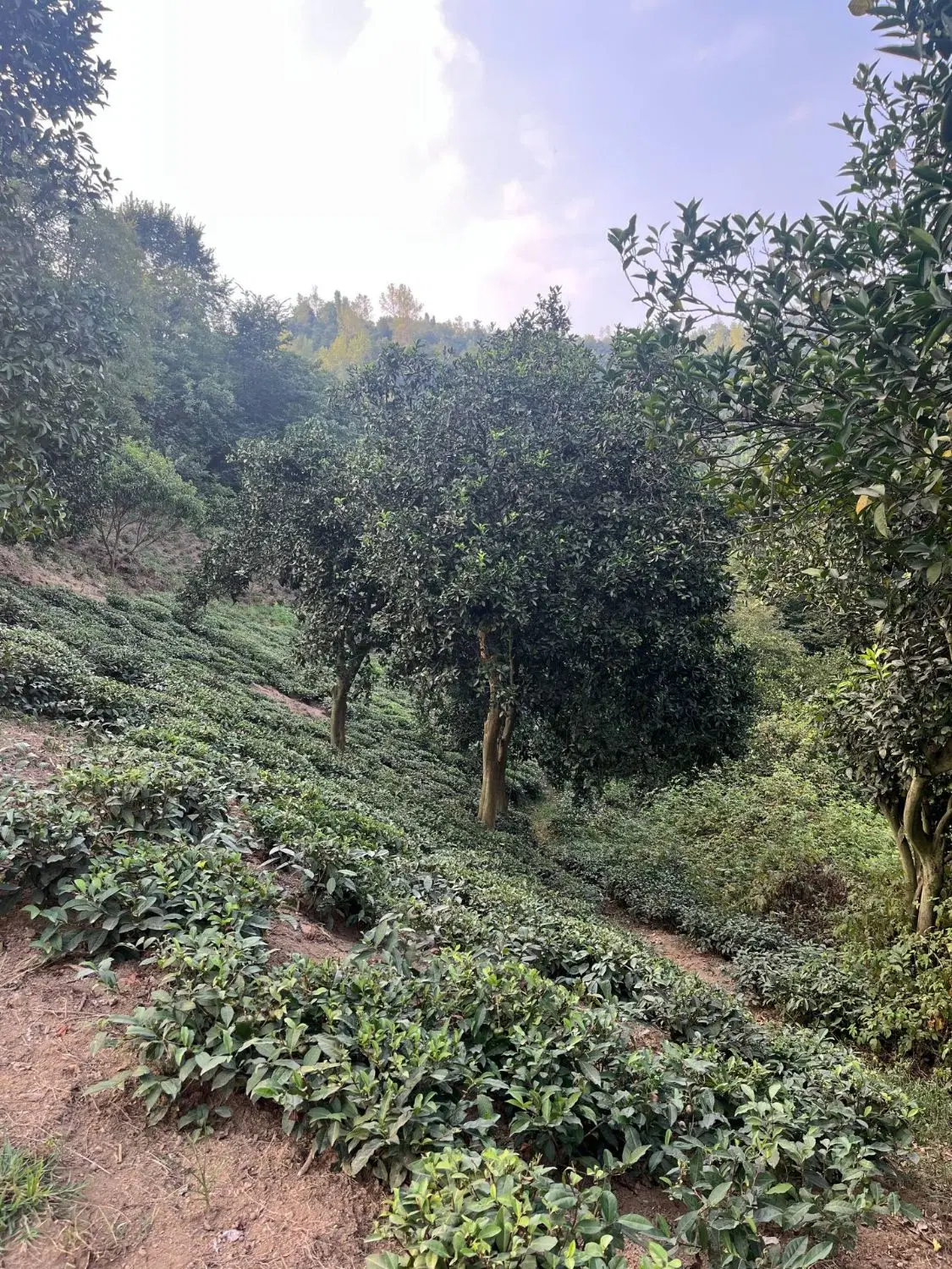 تصویر املاک 129029