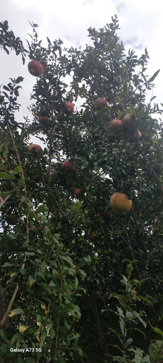 تصویر املاک 4926