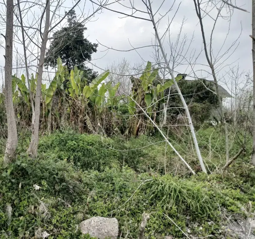 تصویر املاک 118380