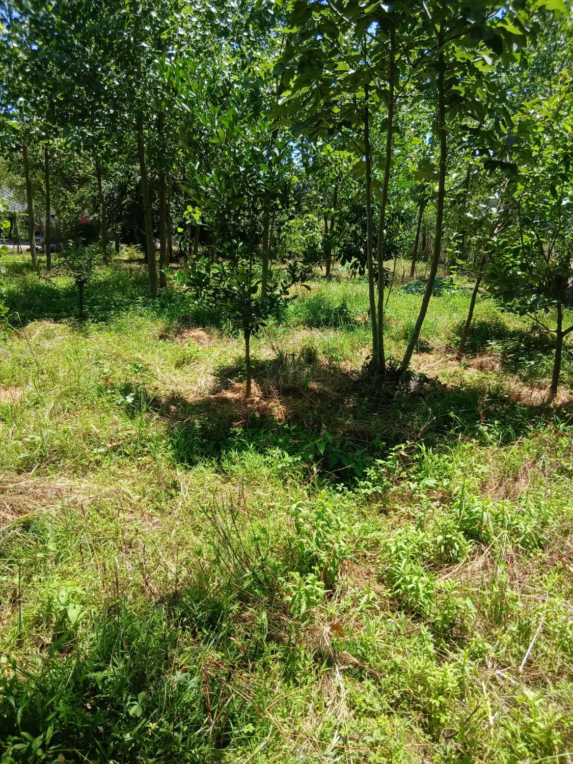 تصویر املاک 62911