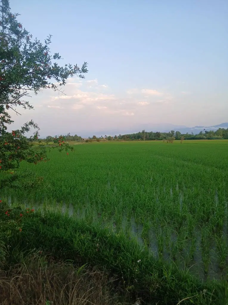 تصویر املاک 133551