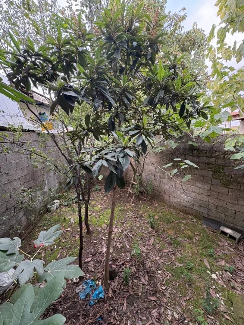 تصویر املاک 124930