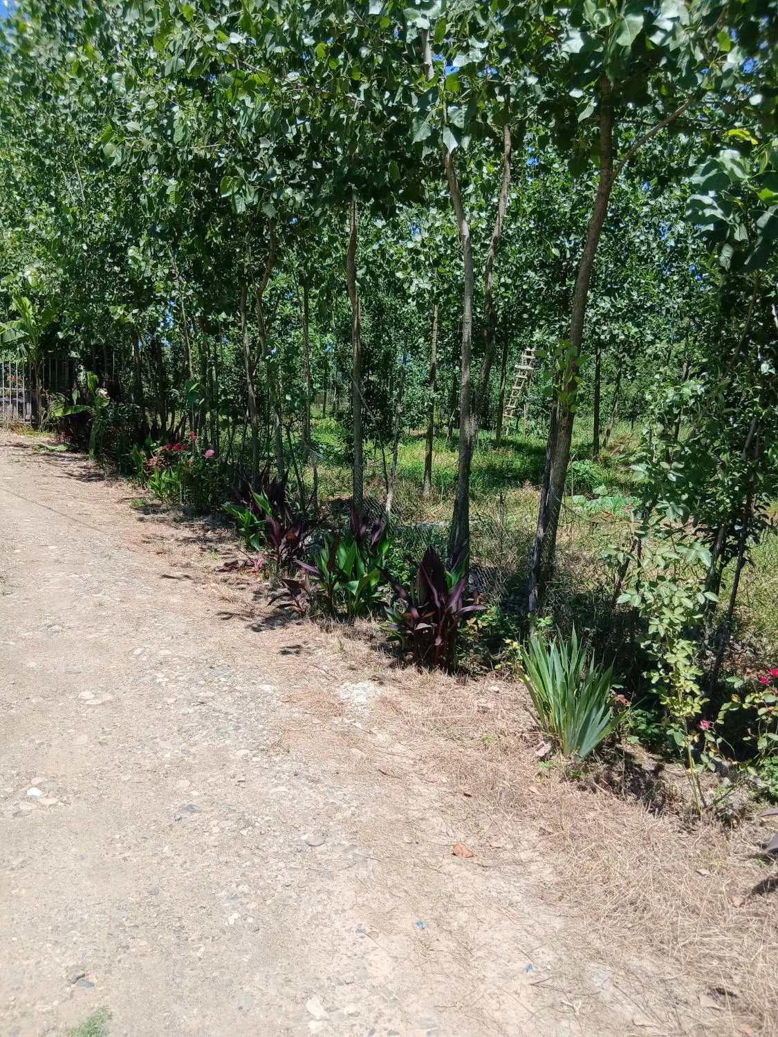 تصویر املاک 62907