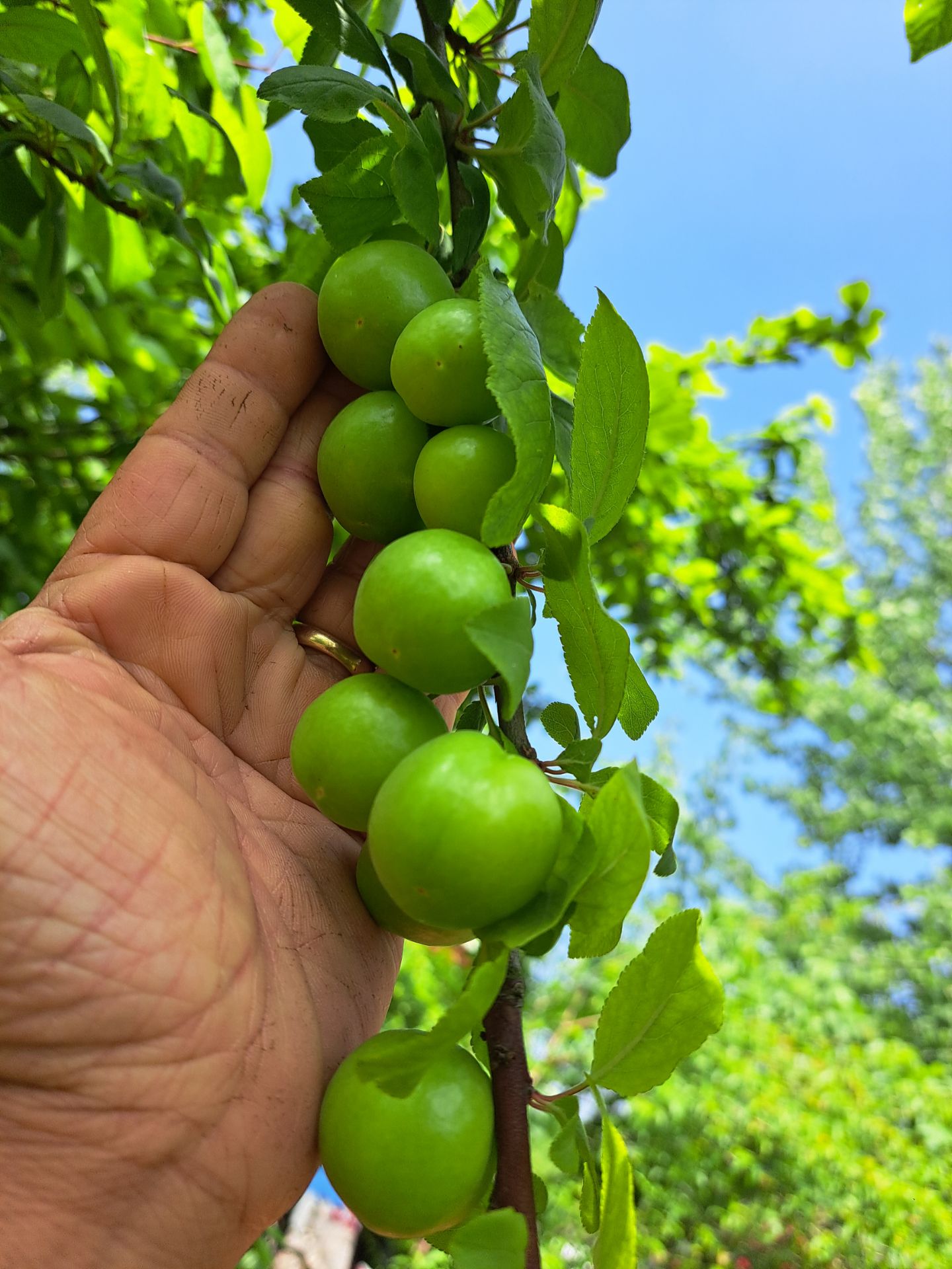 تصویر املاک 35385