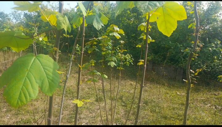 تصویر املاک 45494