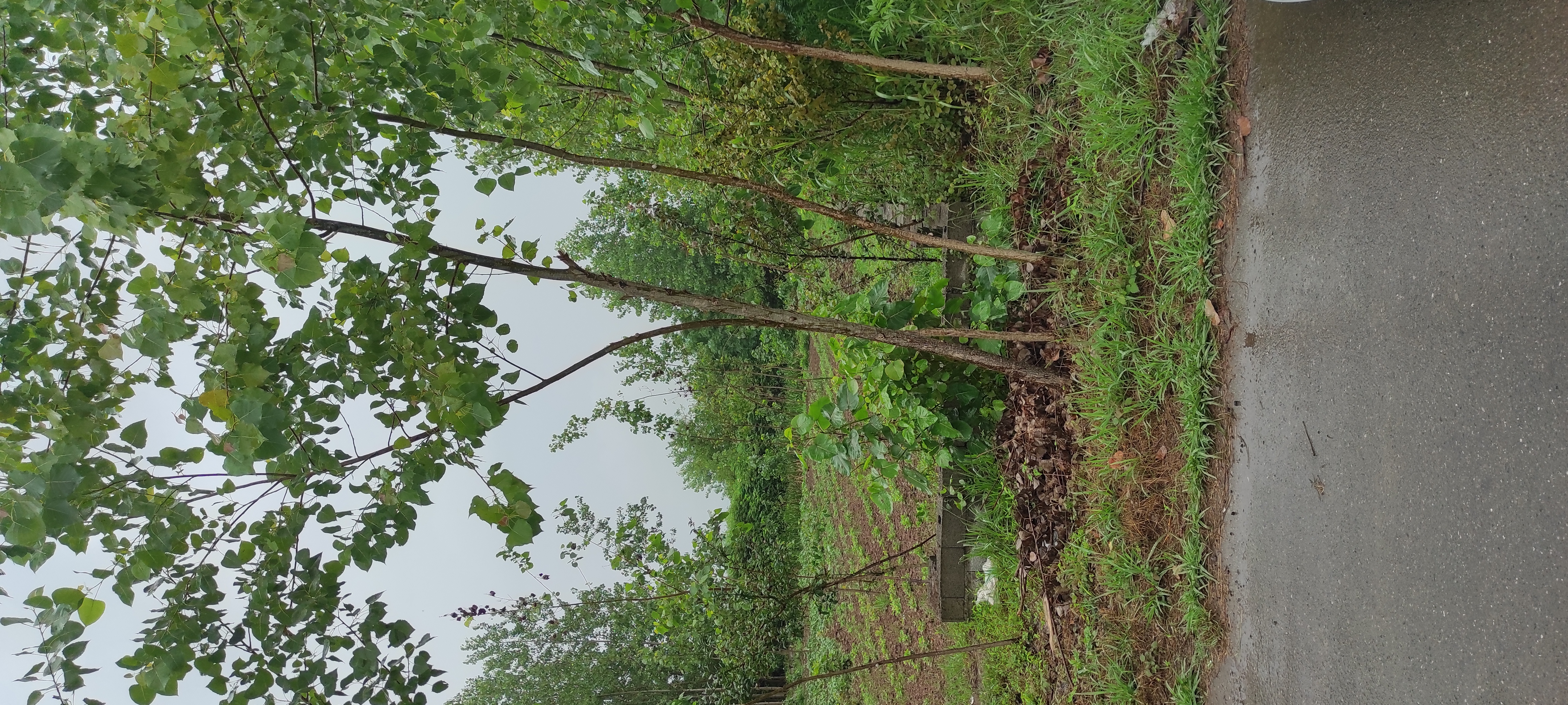 تصویر املاک 125576