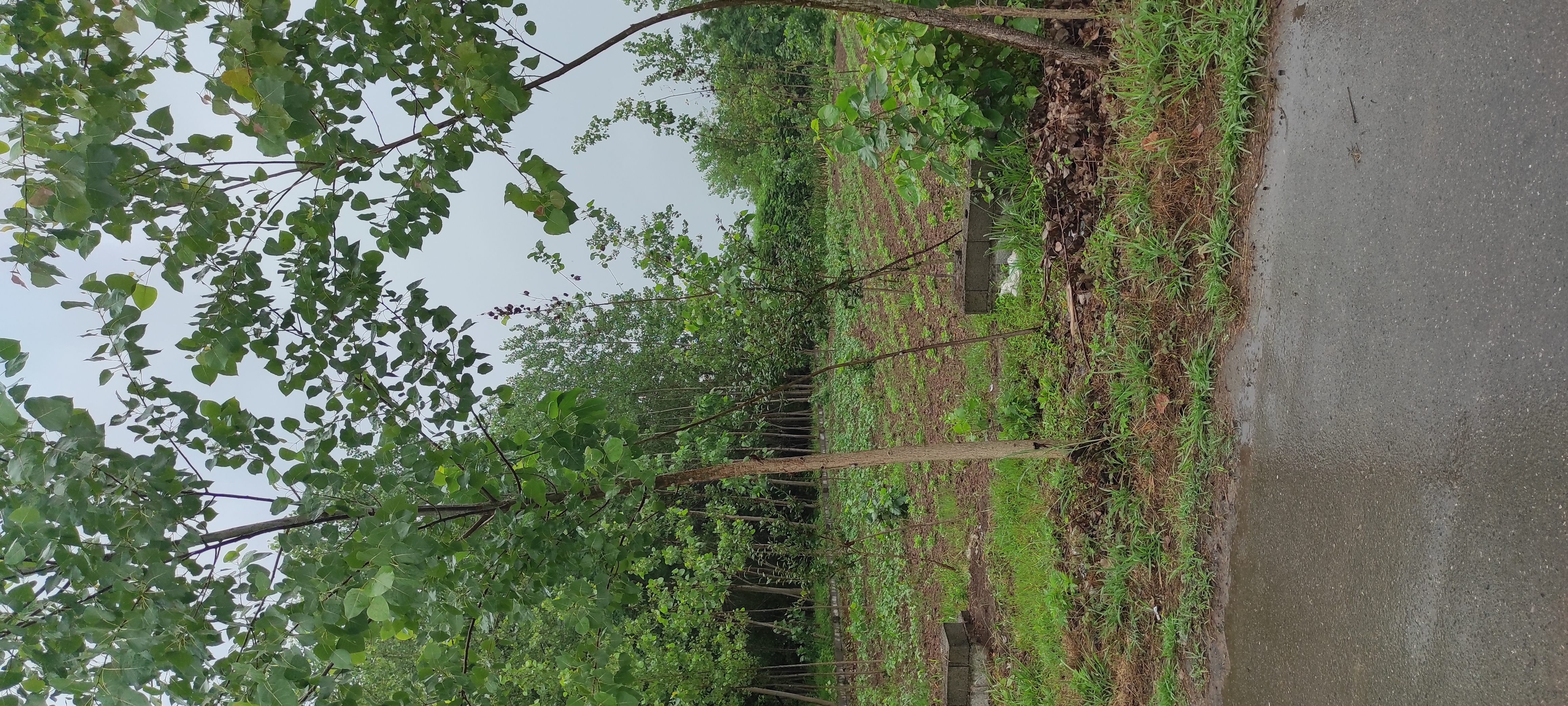 تصویر املاک 125575