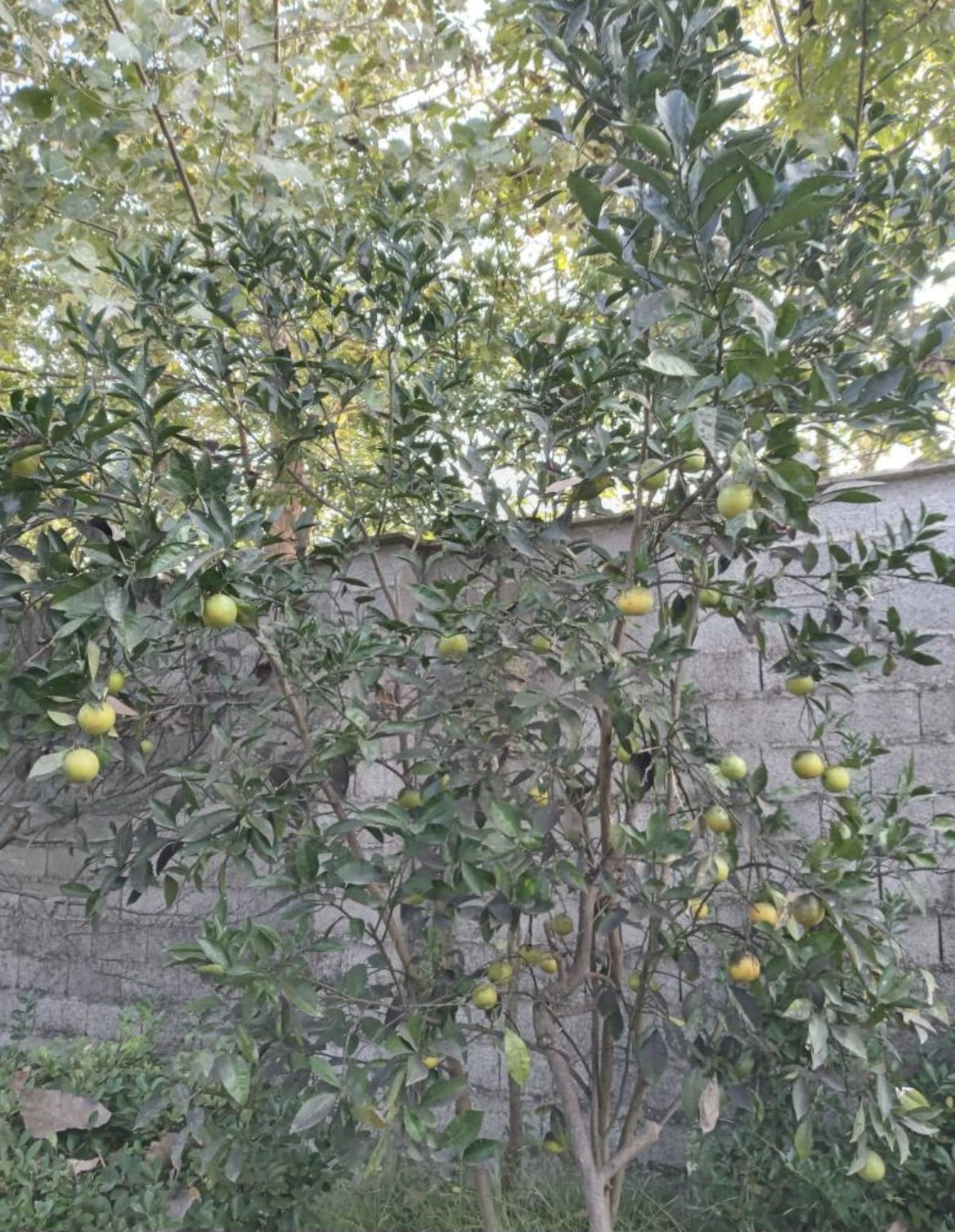 تصویر املاک 74120