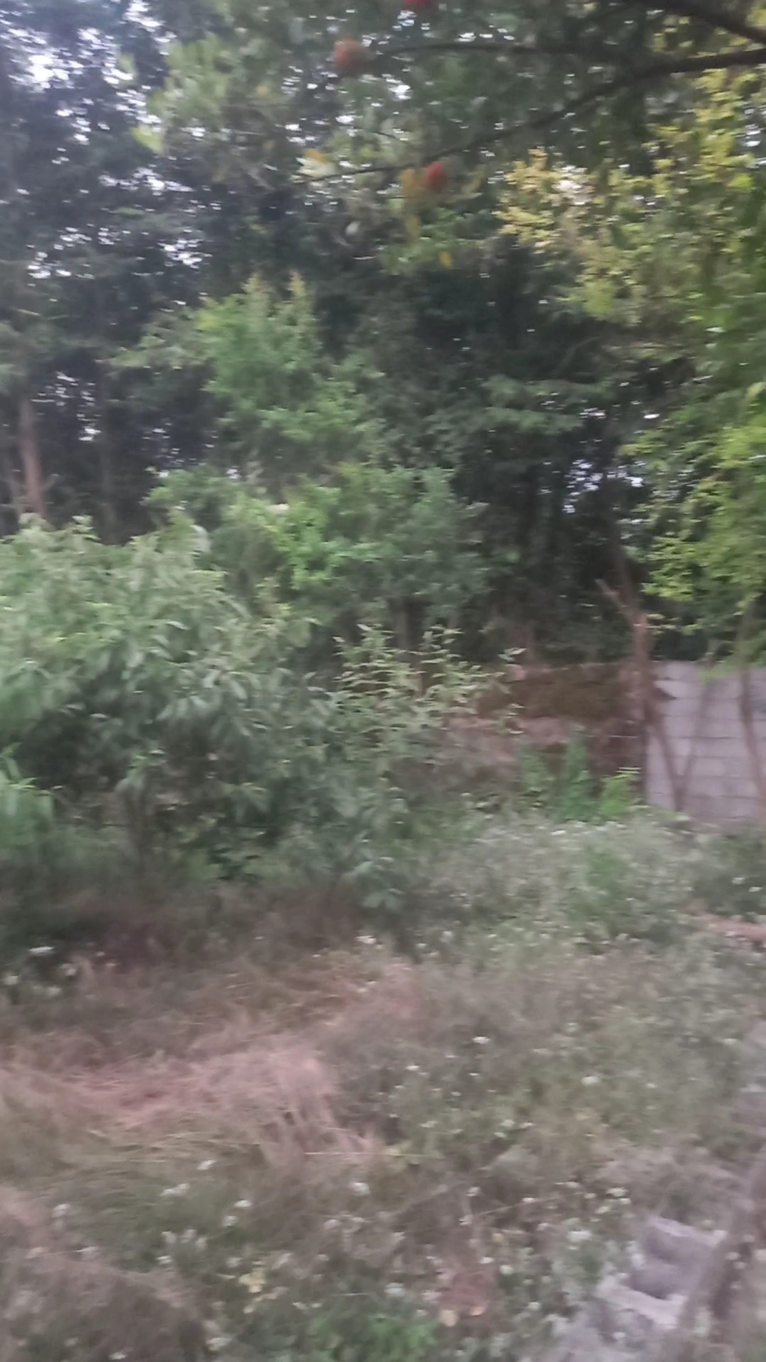 تصویر املاک 129124