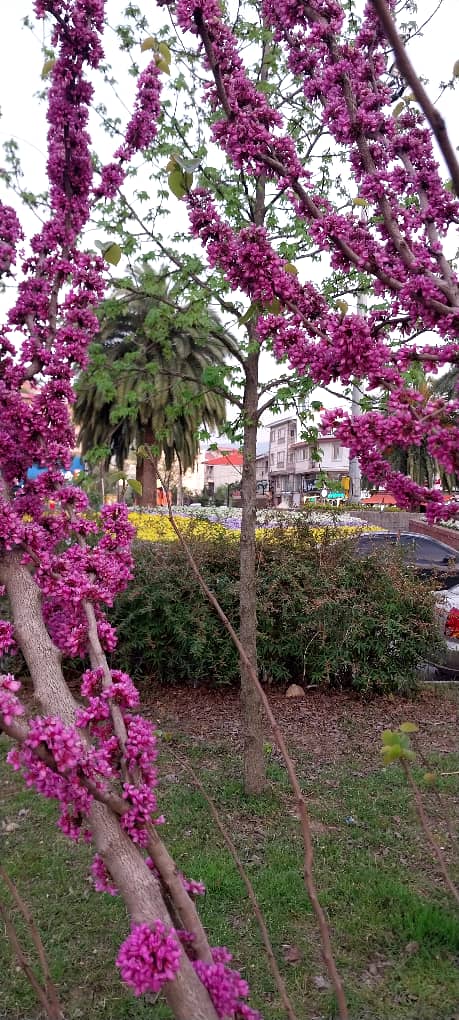 تصویر املاک 368