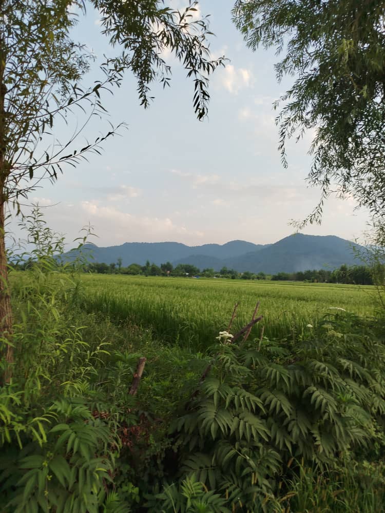 تصویر املاک 465