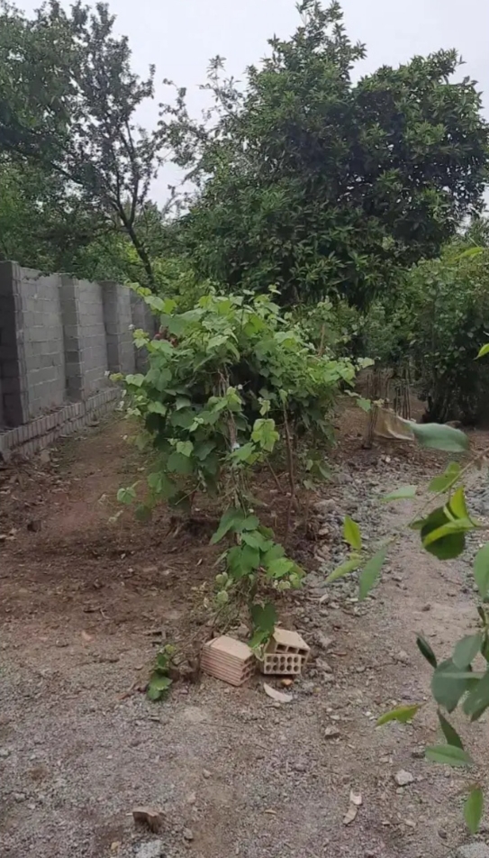 تصویر املاک 1172