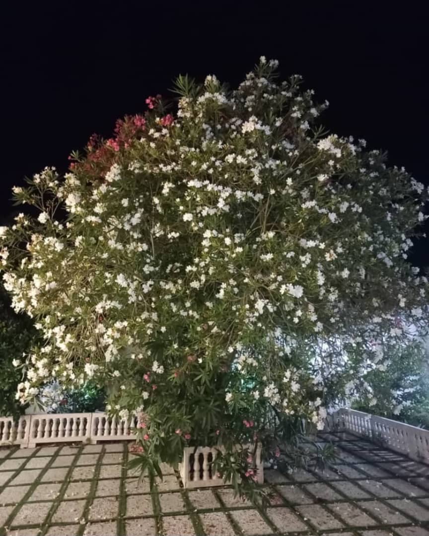 تصویر املاک 1240