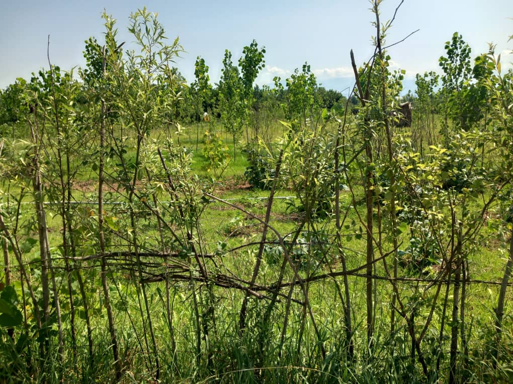 تصویر املاک 4863