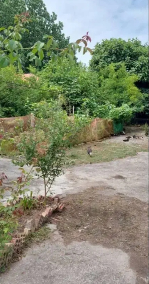 تصویر املاک 5259