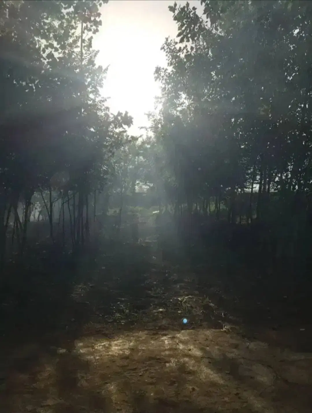تصویر املاک 49486