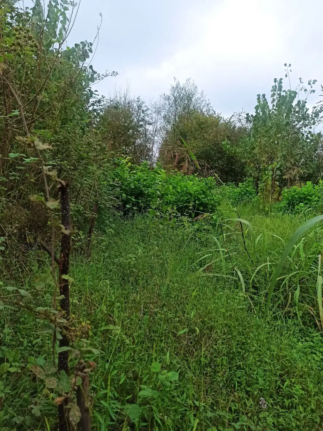 تصویر املاک 5565