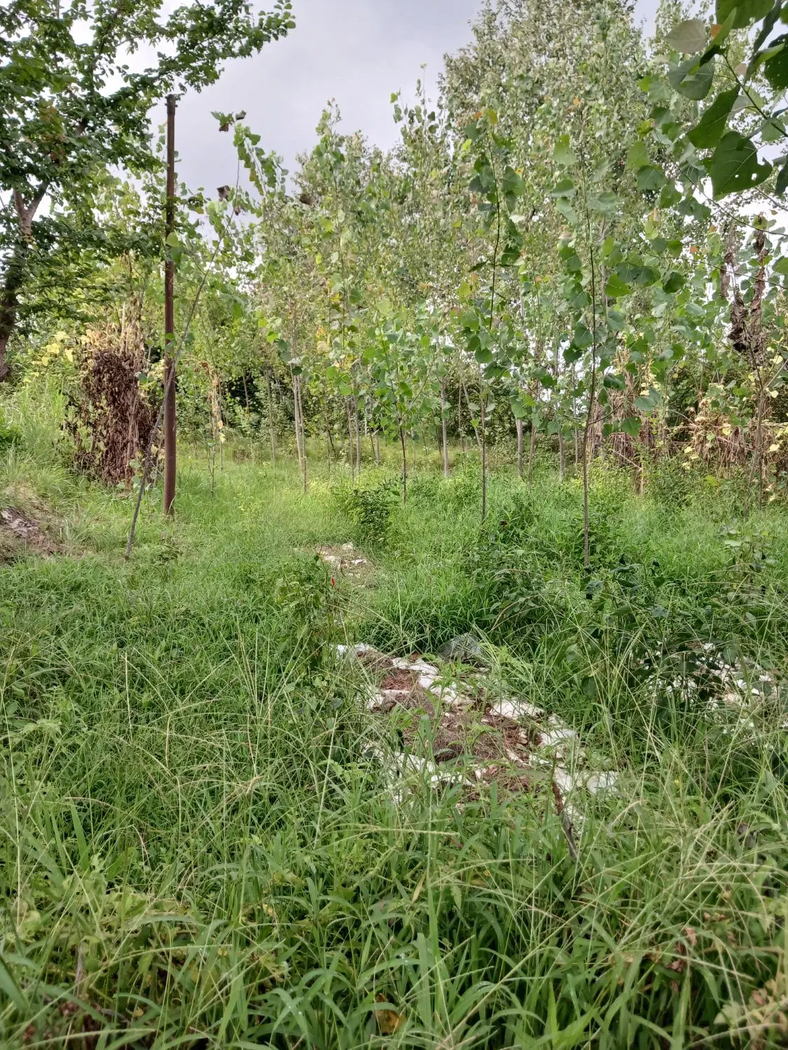 تصویر املاک 121488