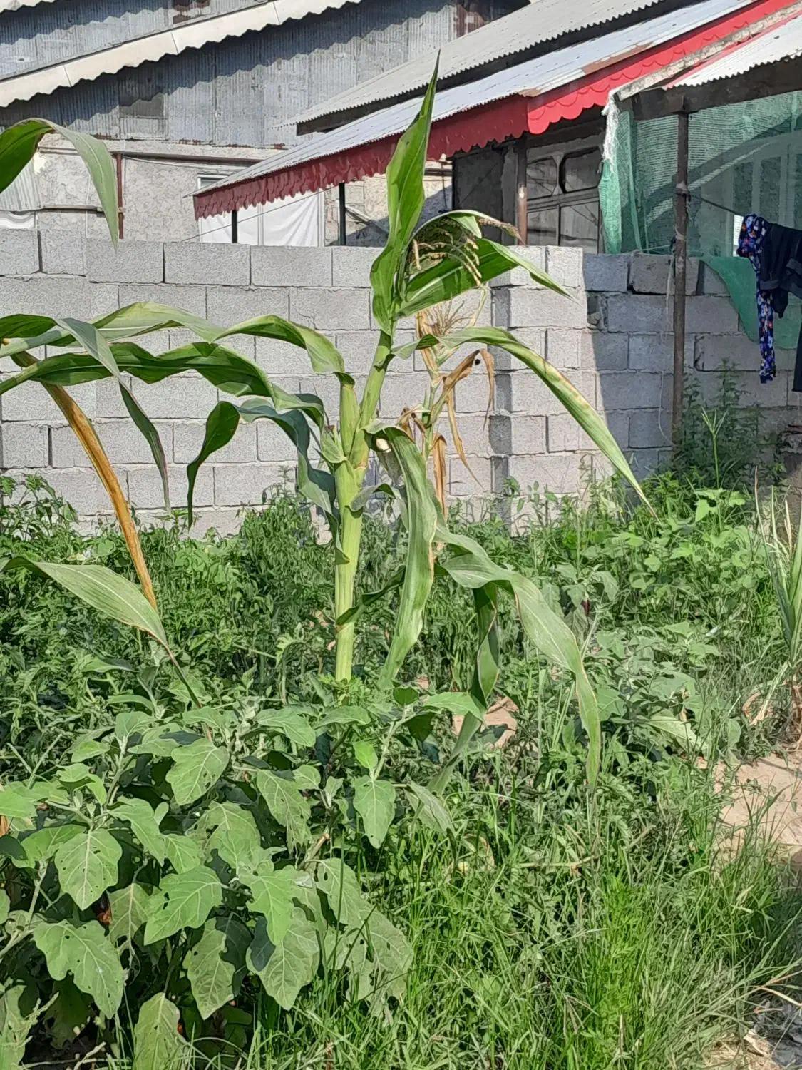 تصویر املاک 35816